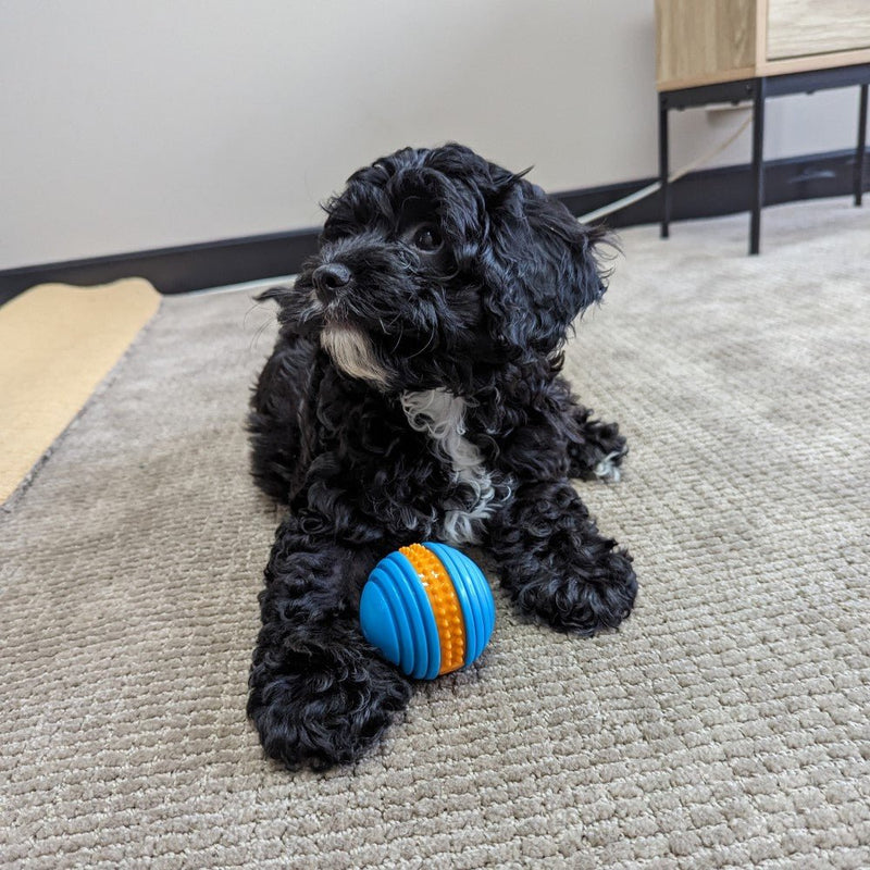 All For Paws Meta Ball Squeeze Fetch Ball 3 Pack - Zach's Pet Shop