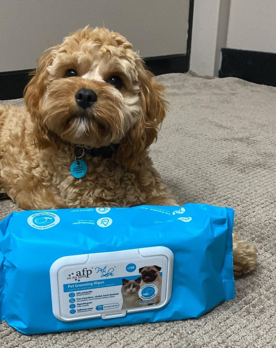 Dog Grooming Paw Pet Shop All For Paws Pet Salon Pet Grooming