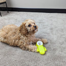 All For Paws Pups Cactus Chill Teething Toy - Zach's Pet Shop