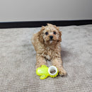 All For Paws Pups Cactus Chill Teething Toy - Zach's Pet Shop