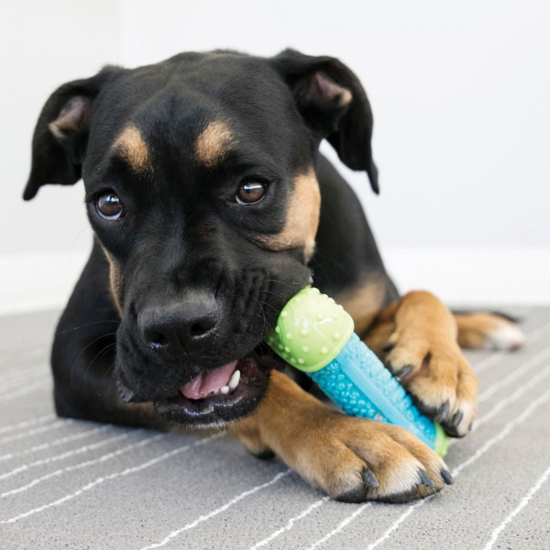 KONG Corestrength Bone - Zach's Pet Shop