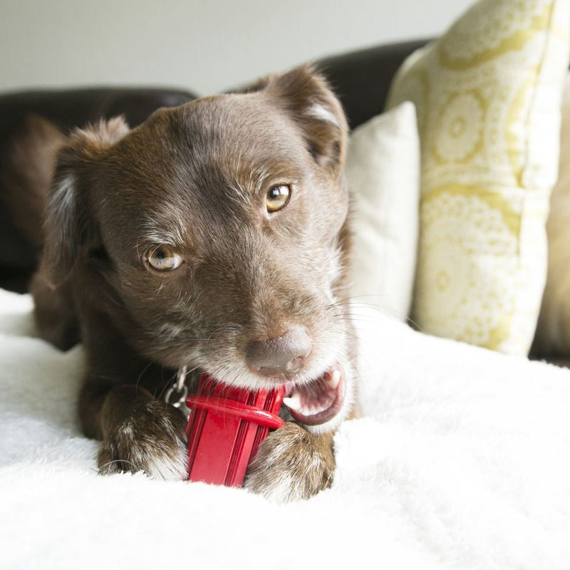 KONG Dental Stick - Zach's Pet Shop