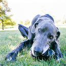 KONG Extreme - Zach's Pet Shop