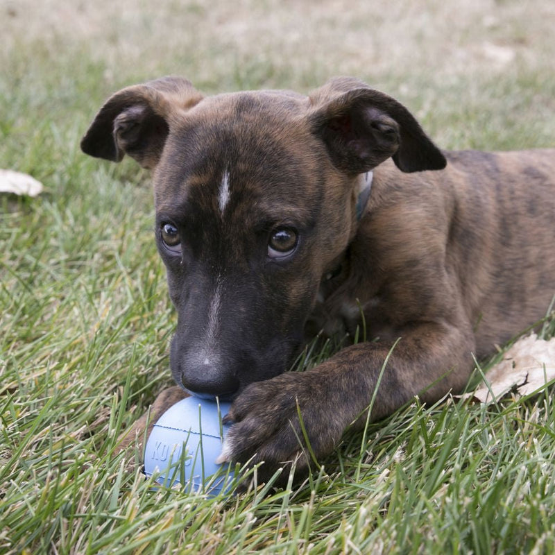 KONG Puppy Ball - Zach's Pet Shop