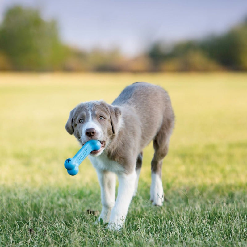 KONG Puppy Goodie Bone - Zach's Pet Shop