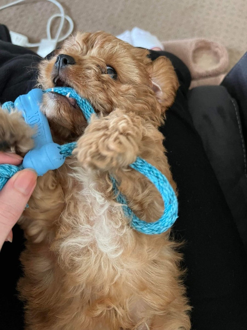 KONG Puppy Goodie Bone with Rope Zach s Pet Shop