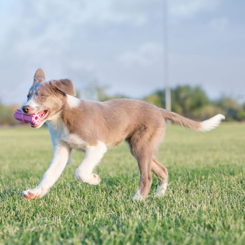 KONG Puppy Teething Stick - Zach's Pet Shop