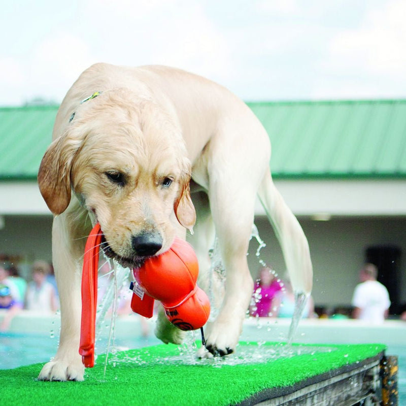 KONG Water Wubba - Zach's Pet Shop