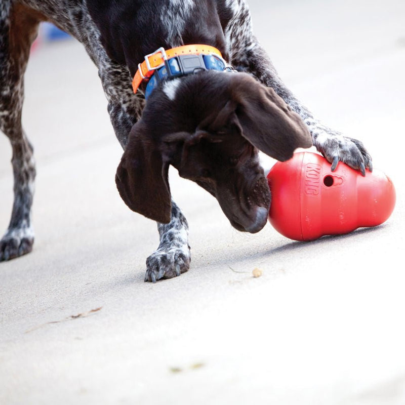 KONG Wobbler - Zach's Pet Shop