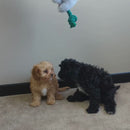 Safari Rope Cuddle Animals Koala