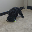 Little Buddy Kookoo Bird