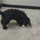 Bone Appetit Super Nylon Bone Beef Flavour