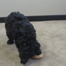 Dental Chews Wood Donut Peanut Butter Flavour