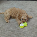 Pups Cactus Chill Teething Toy