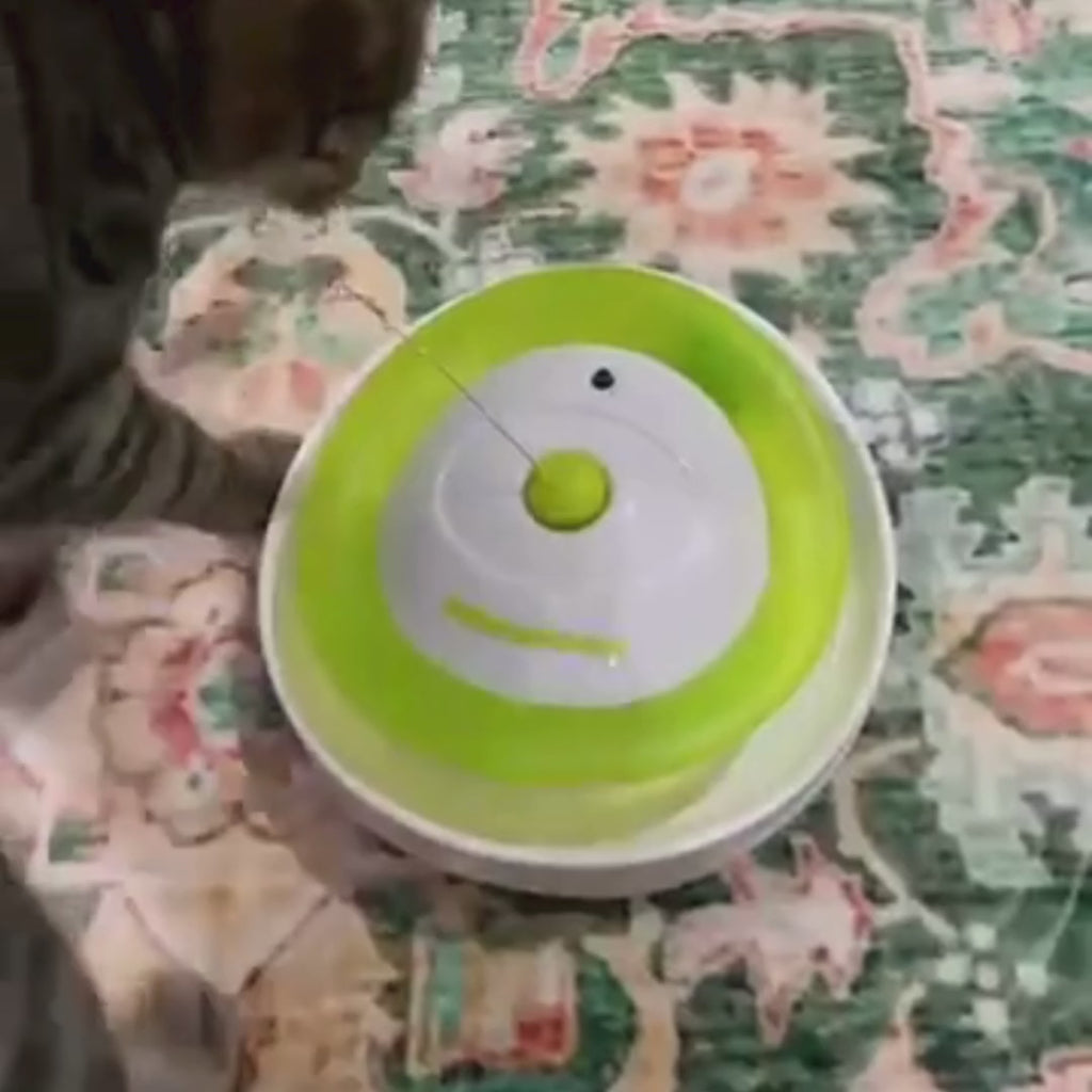 Sterling the cat is playing with the Roll Around Flutter Bug interactive toy.