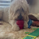 Groodle using KONG Classic