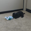 Safari Rope Cuddle Animals Koala