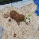 Cavoodle puppy on Nala Bed with Comforting Gator