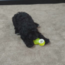 Pups Cactus Chill Teething Toy