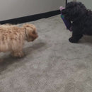 Safari Firehose Monkey - Video