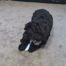 All For Paws Dental Chews Dental Rattle