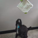 Little Buddy Blanky Elephant - Video