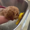 Puppy using Anti Anxiety Bath Duck