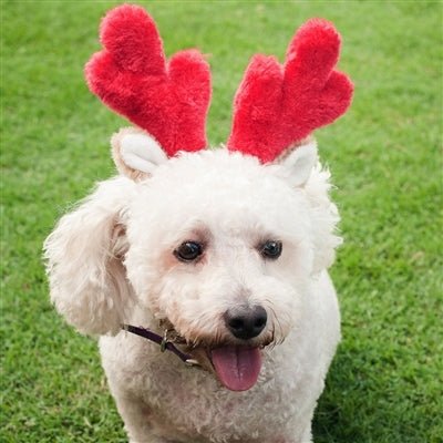 Zippy Paws Christmas Holiday Antlers - Zach's Pet Shop