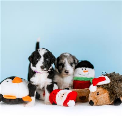 Zippy Paws Christmas Holiday Squeakie Buddies - 3 Pack - Zach's Pet Shop