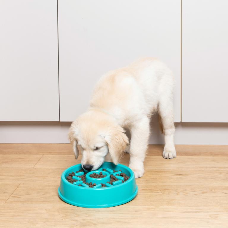 Zippy Paws Happy Bowl - Donut - Zach's Pet Shop