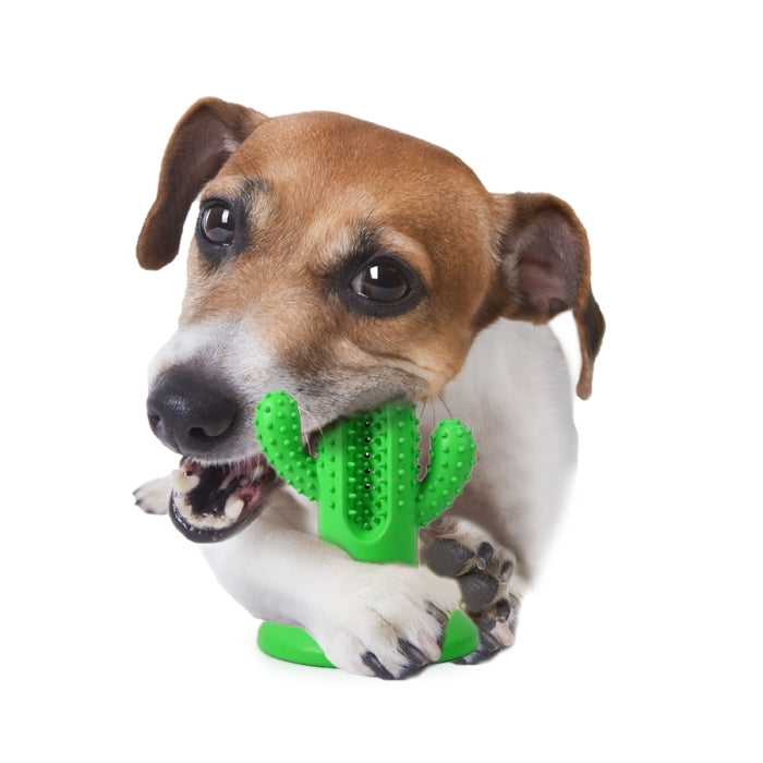 All For Paws Dental Chews-Cactus Large Rubber Green